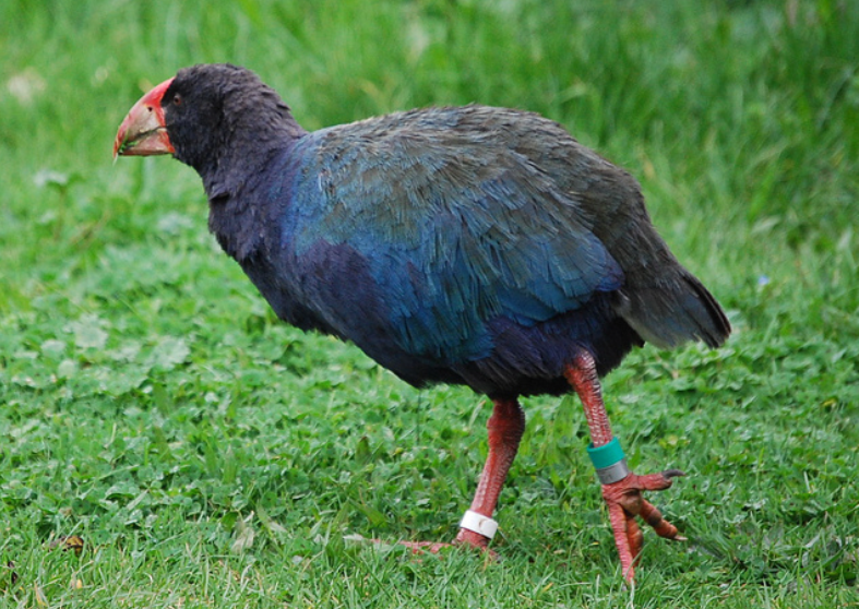 Открытие тысячелетия. Что известно о "воскресении" птицы такахе