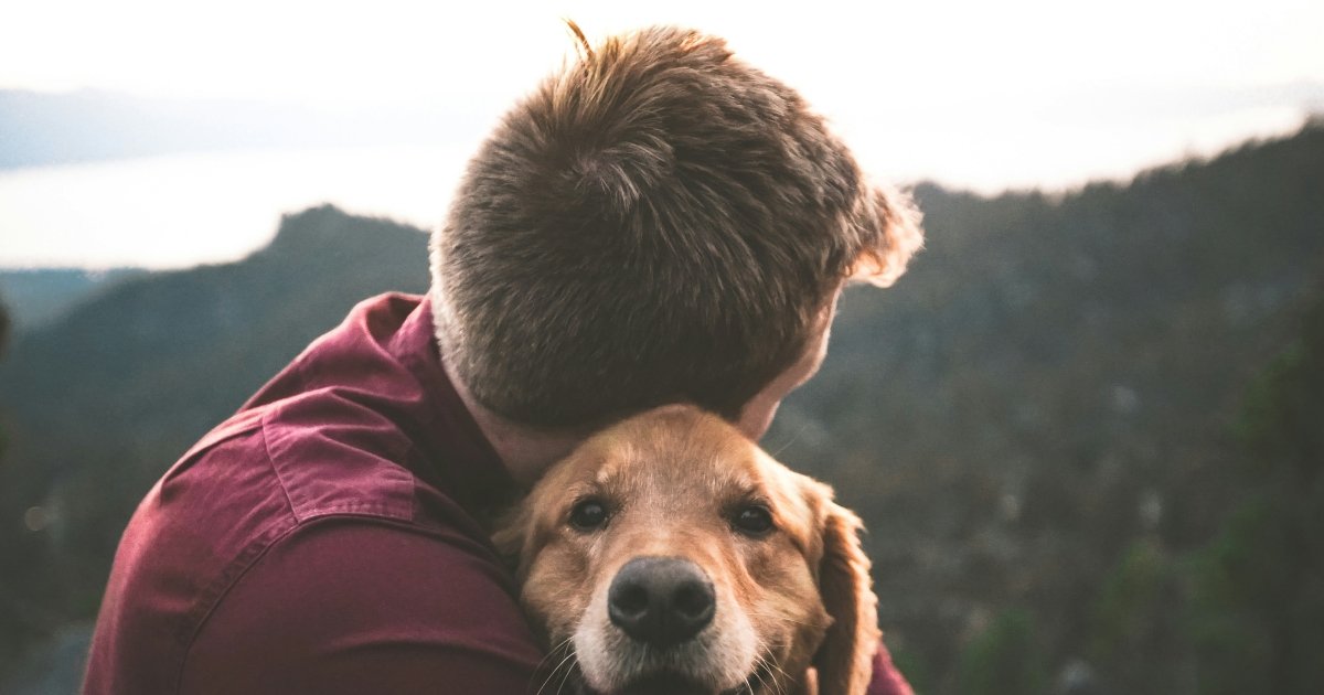 Люди та тварини мають схоже "відчуття прекрасного"