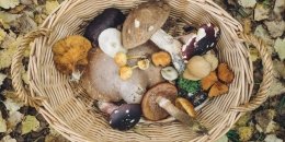Не сыроежка и не подосиновик: как правильно называть грибы на украинском