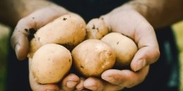 When to dig potatoes: the main signs of ripeness