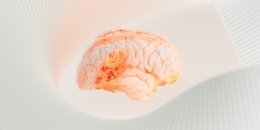 Человеческий мозг мощнее, чем считалось до сих пор