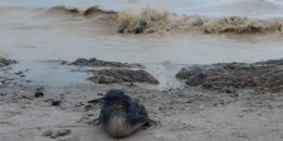 Атака Росії призвела до загибелі птахів на узбережжях Одещини