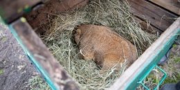 Коли настане весна -  бабак Тимко IV озвучив свій прогноз