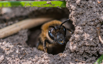 Аномальная колония пчел в США – что о ней известно