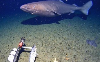 Новая загадка Антарктического океана