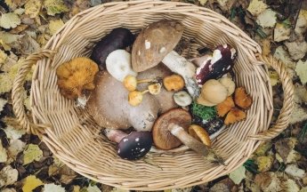 Not a russula or a boletus: how to correctly name mushrooms in Ukrainian