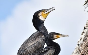 Загадковий баклан - що з ним не так