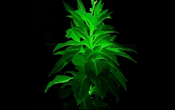 Растения заменят освещение?