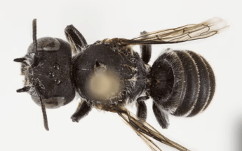 "Lucifer Bee" - why is it so unique?