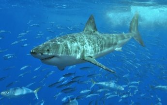 В Средиземном море наконец-то подловили белую акулу