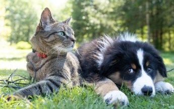 A pet after 50: should you get a pet and what to consider