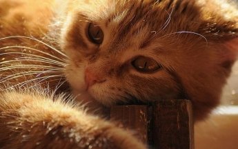В Таиланде родился двуликий котенок - впечатляющее фото