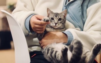 Ветеринарная клиника в Хмельницком: как выбрать