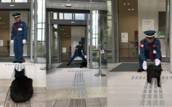 В Японии коты годами пытаются зайти в музей, но их не пускают - забавные фото