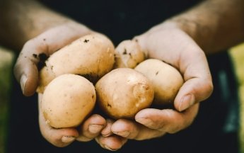 Коли викопувати картоплю
