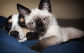 Звезды призывают помочь с закупкой корма для животных, живущих у пожилых людей