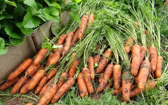 морква