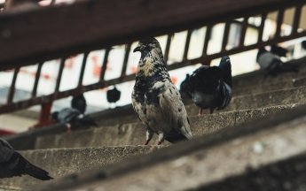 Странное поведение птиц поразило ученых