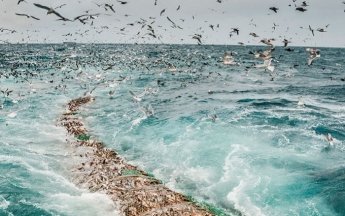 Два дня праздника рыбы и морепродуктов - фестиваль «Еда моря»