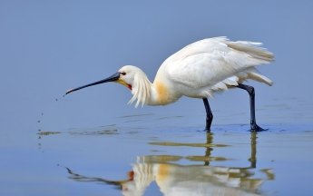 Українські косар під загрозою зникнення
