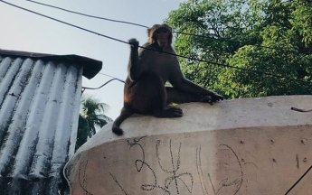 Північно-Східна Індія — регіон маловідомий не лише світу, а і самим індійцям