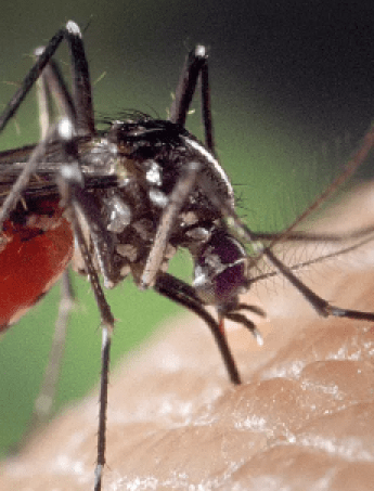 Комарі переносять хвороби