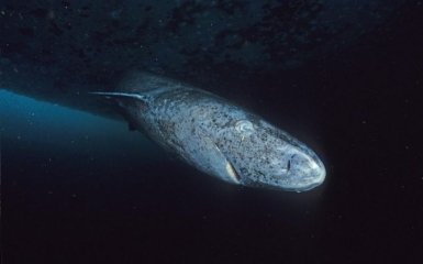 Ученые нашли 500-летнюю акулу: удивительные фото старинного существа