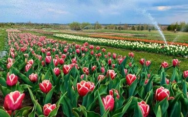 В новом парке под Киевом зацвели более миллиона тюльпанов - зрелищные фото и видео