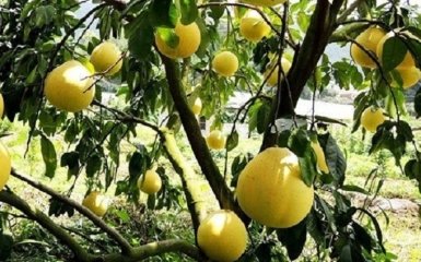 Какой продукт должен быть включен в рацион зимой - совет диетолога