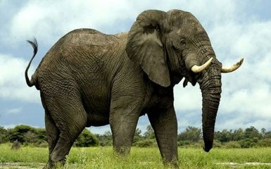 Белорусы потеряли слона Маркиза, который сбежал в Украину