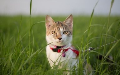 Француза оштрафовали за прогулку с кошкой - нарушение заметил дрон