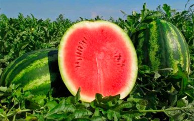 Kherson Watermelon