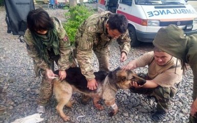 Случай с собакой, которая защитила бойцов АТО от обстрела на Донбассе, взбудоражил сеть