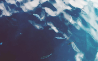 море