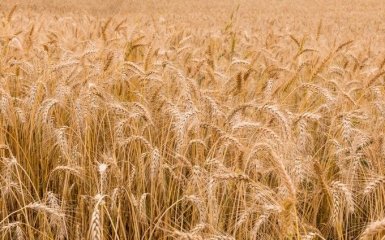 В Україні зібрали рекордний врожай пшениці і ячменю: що буде з цінами на продукти
