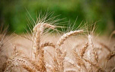 Референдум о рынке земли: у Зеленского объяснили, когда ждать голосования