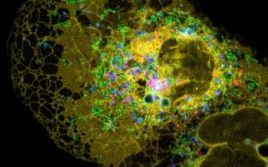 Вчені показали, як працюють нутрощі клітини