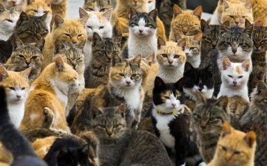 Украина оказалась на втором месте в рейтинге самых "котолюбивых" стран