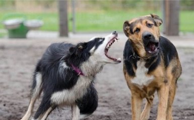 Россиян решили лечить от бешенства молитвой: соцсети смеются