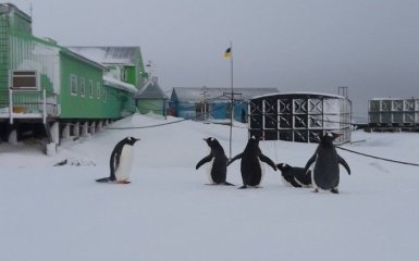 Google выпустил юбилейный дудл к 25-летию антарктической станции "Академик Вернадский"