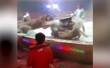 В цирке Китая тигр и львица напали на лошадь: опубликовано жуткое видео