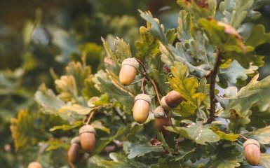 Дубы нашли способ спастись от нашествия гусеницы