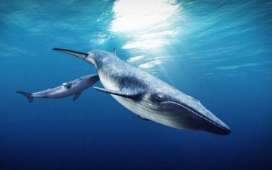 Ученые США рассказали о причинах возникновения гигантских морских животных