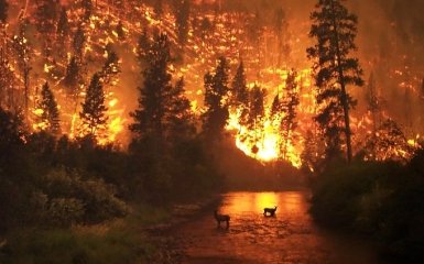 Ученые показали, как горят леса во всем мире одним видео