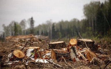 Москаль сделал важное заявление о вырубке леса на Закарпатье