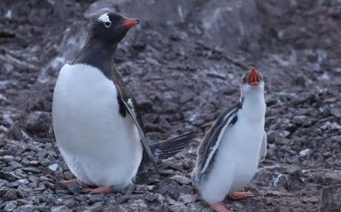 Маленькие прыгунки: украинские полярники показали милое видео с пингвинами