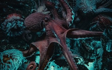 Восьминіг може стати господарем Землі у разі зникнення людства