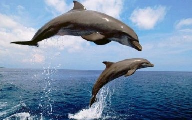 РФ пытается защитить базу Черноморского флота с помощью дельфинов