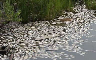 Експертка назвала причини масового мору риби в Дніпрі