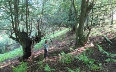 На Закарпатье браконьер ранил 9-летнего мальчика